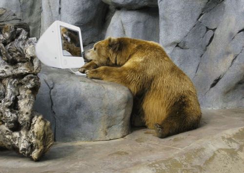 Bear (Lost Son of Krypton) lounging at the computer