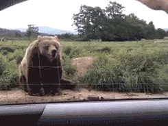 Bear waving hello.