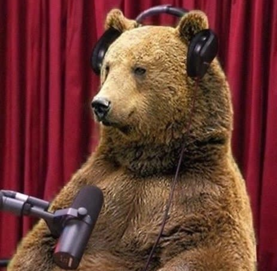 Bear with microphone and headphones (Rustam's online avatar)